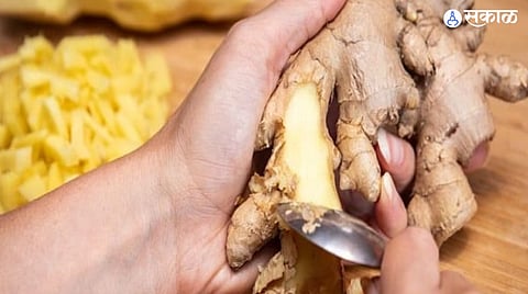 how to store fresh ginger in rainy season 