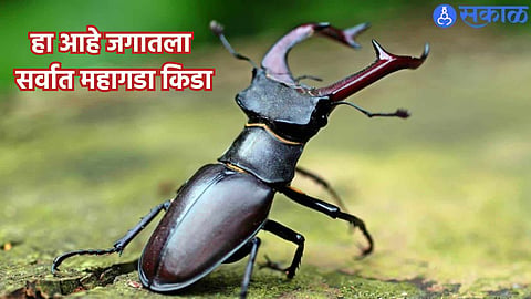 Most Expensive Insect 