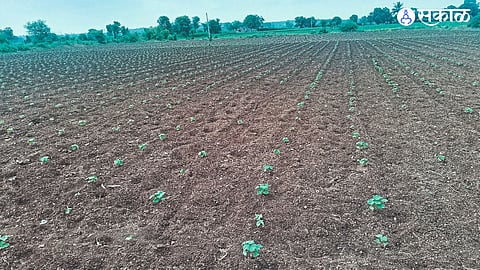 Cotton crop waiting for rain in Kalwadi area.