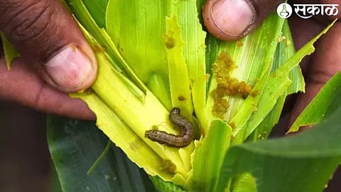army worm on maize