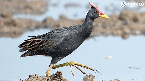 youth lost his life during catch Watercock  drowning 