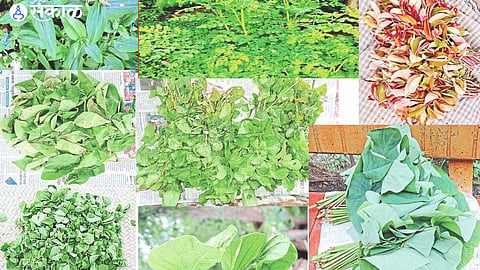 wild vegetables