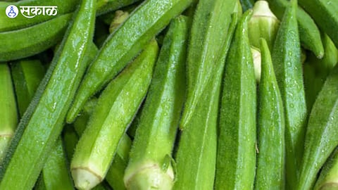 lady finger vegetable