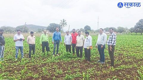 Sub-Divisional Agriculture Officer Ashok Damle and officials during the inspection and Panchnama of the damaged farmer Rajendra Ahire maize field.