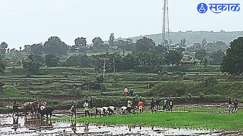 During cultivation of the field for cultivation of transplanted rice in the area.