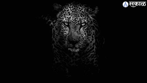 leopard attack in rahata hunt for dogs farmerAhmednagar 