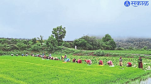 In order to speed up the work of rice cultivation in Bhandardarawadi, farmers are harvesting rice by following the Japanese method.