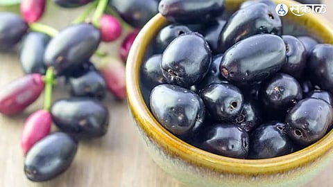 Java Plum 