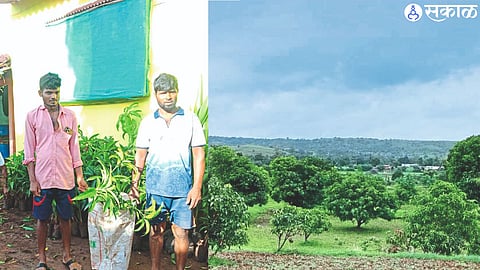 While distributing grafts of mango tree. In the second photo, a blossoming grafted mango amrai in Mohgaon area.