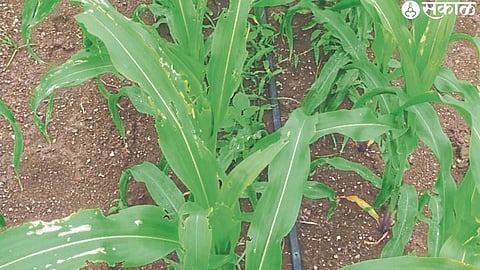 Infestation of armyworm on maize in the field of farmer Ramesh Desale here.