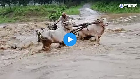 Video Viral