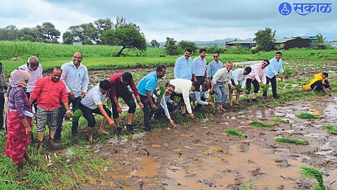 Divisional Superintendent Agriculture Officer, District Superintendent Agriculture Officer, Taluka level officers and staff of Agriculture Department while enjoying paddy harvest while getting down in paddy khachar in Shivara.