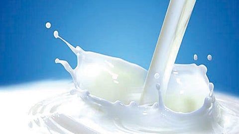 Milk