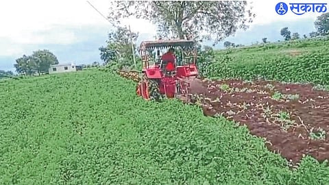 Farmer plowing coriander.