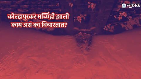 What is machhindri 