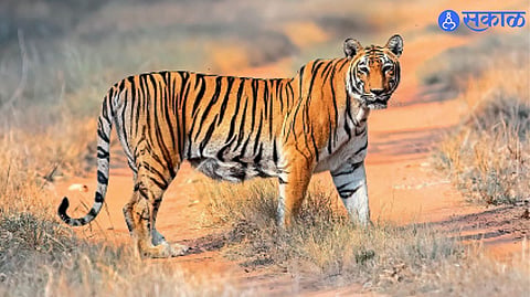 the pride of Tadoba Tiger Reserve forest animal tiger-tigress