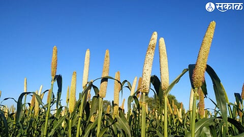 millet