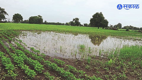 Due to the ongoing rains, the crops in the fields and water accumulated in the fields.