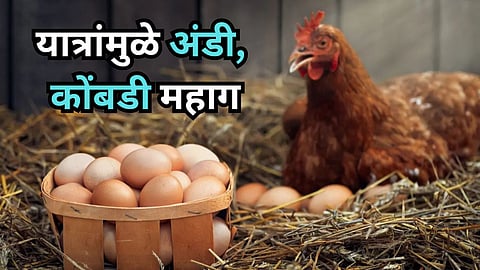Margubai Devi Yatra Eggs chickens
