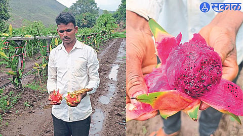 Dilip Padavi, a young tribal farmer from Dab Walamba, successfully grows an exotic dragon fruit crop in a dryland area.