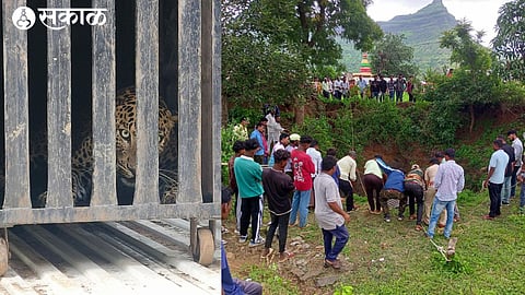 leopard rescue operation
