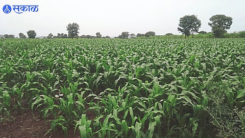 Maize Crop