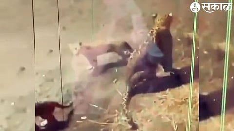 leopard caught in CCTV