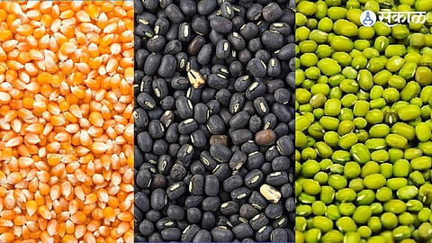 Maize, urad, mung 