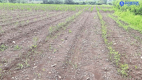 Turi crop cultivated in Shiwar
