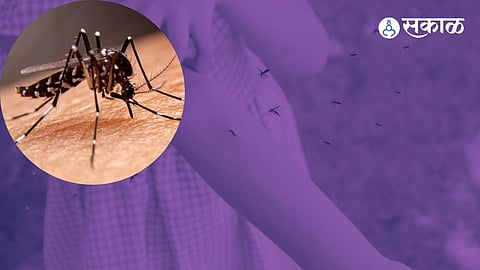Dengue Fever