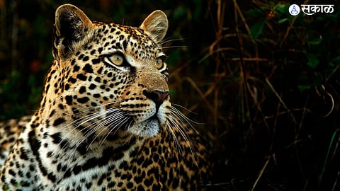 Why is the leopard different among predatory animals know details in marathi