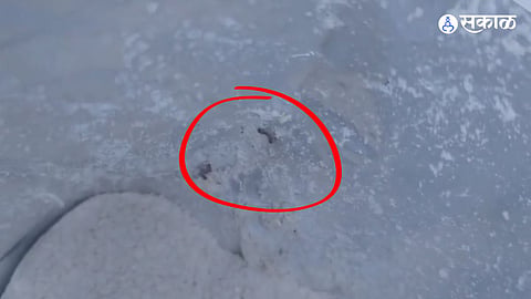 Larvae  found in baby food packets of a reputed company in Amravati Latest Marathi News rak94 