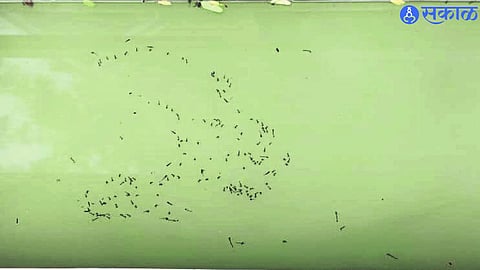 Mosquito on water stored in furniture.