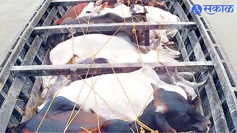 cattle trafficking File photo