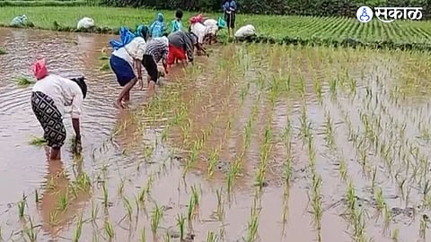 Sowing rice
