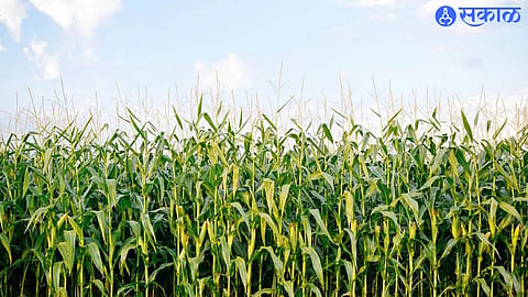 Maize Crop 