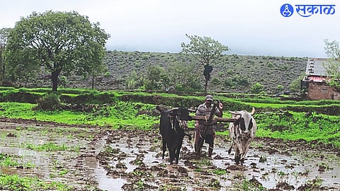 Farmers started cultivation