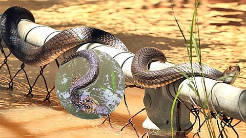 Sangli Kolhapur flood Snakes