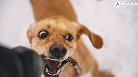 "Residents of Jaysingpur are on high alert after a rabid dog bit three people, sparking fears in the community."