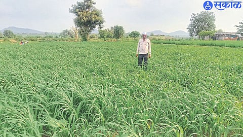 Millet crop in Harishchandra Patil's farm here.