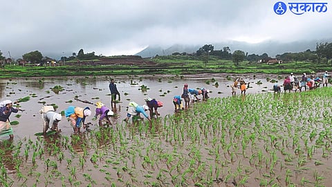 Due to continuous and satisfactory rainfall in the western part of the taluka, paddy cultivation has gained such momentum.