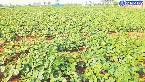 The mung bean crop flourished in the area during light rains.