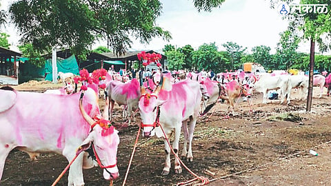 Alandi Palkhi Tradition Faces Dispute Over Chariot Bullock Pair Appointment