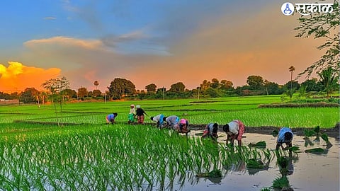 Kharif Crops 