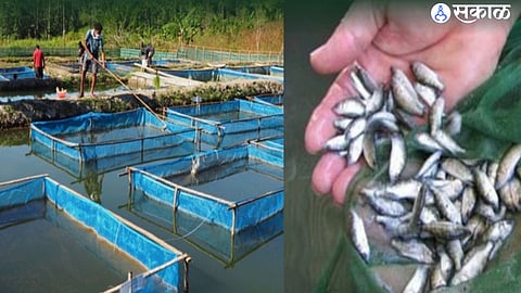 fish seed production (file photo)