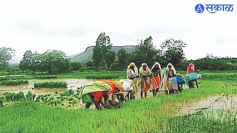 The ongoing rush of paddy and wheat cultivation.