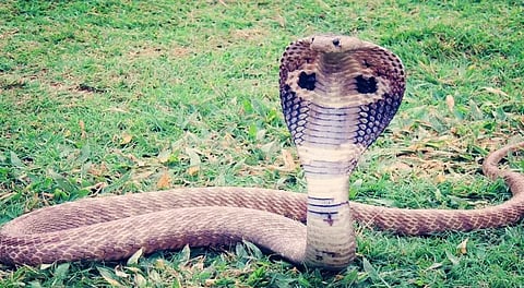 Snake Found in Zilla Parishad Primary School
