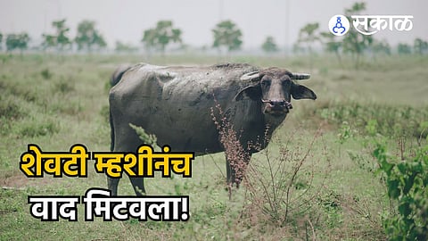 Buffalo