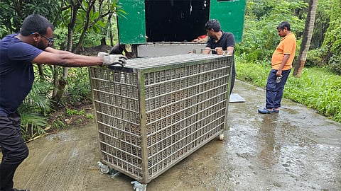 Leopard in Cage