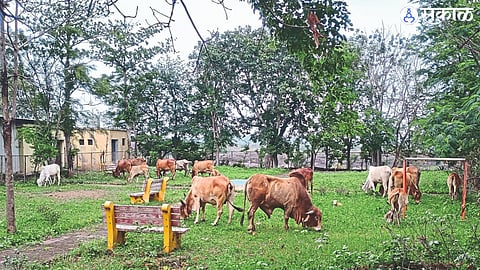 Nandur Madhmeshwar Bird Sanctuary